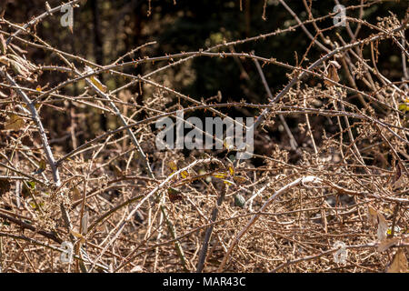 Bush d'épines au milieu de la forêt Banque D'Images