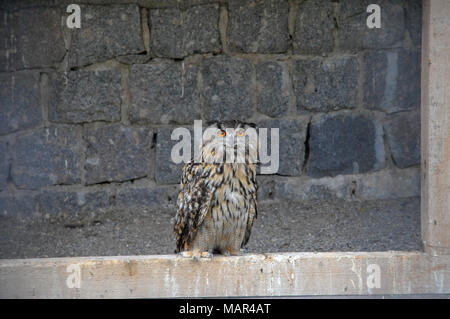 Grand adultes owl (Bubo bubo) dans une grange. Photographié à Schluhuwanapark, forêt noire, Allemagne Banque D'Images