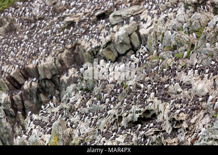 Colonie de reproduction d'Uria aalge Guillemot sur les falaises du sud, Pile, Anglesey, Pays de Galles, Royaume-Uni Banque D'Images