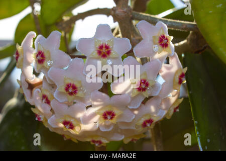Détail de fleurs macro d'une usine de cire dans le soleil. Banque D'Images