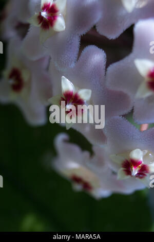 Détail de fleurs macro d'un porcelainflower. Banque D'Images