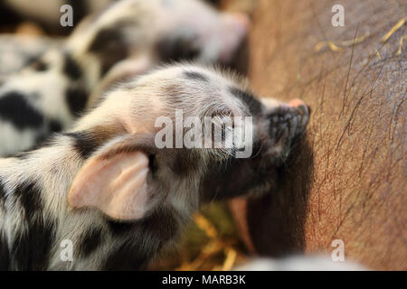 Porc domestique, Turopolje x ?. Sow suckling nouveau-né (un jour) les porcelets. Allemagne Banque D'Images