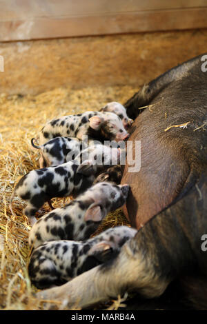 Porc domestique, Turopolje x ?. Sow suckling nouveau-né (un jour) les porcelets. Allemagne Banque D'Images