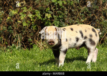 Porc domestique, Turopolje x ?. Porcinet (5 semaines) debout dans l'herbe. Allemagne Banque D'Images