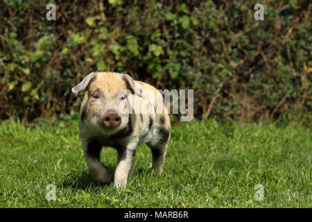 Porc domestique, Turopolje x ?. Porcinet (5 semaines) la marche dans l'herbe. Allemagne Banque D'Images