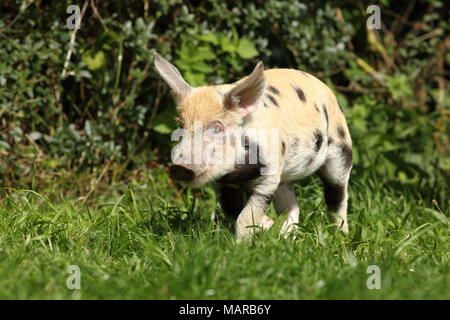 Porc domestique, Turopolje x ?. Porcinet (5 semaines) s'exécutant dans l'herbe. Allemagne Banque D'Images