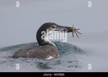 Plongeon huard (Gavia immer). Des oiseaux adultes en plumage d'hiver de natation avec des proies du crabe. L'Islande Banque D'Images