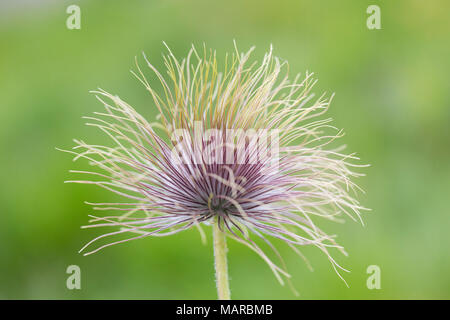 Anémone pulsatille blanche, subspec. (Pulsatilla alpina subsp. alba). Seedhead à la montagne Brocken. Parc national de Harz, Saxe-Anhalt, Allemagne Banque D'Images