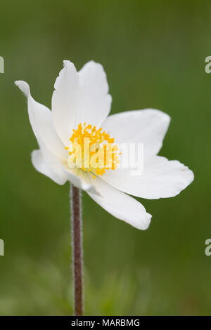 Anémone pulsatille blanche, subspec. (Pulsatilla alpina subsp. alba) floraison à la montagne Brocken. Parc national de Harz, Saxe-Anhalt, Allemagne Banque D'Images