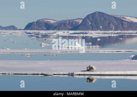 Le phoque barbu (Erignathus barbatus). Des profils reposant sur un floe, France Banque D'Images