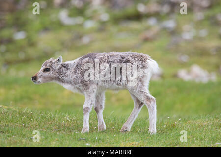 Renne du Svalbard (Rangifer tarandus platyrhynchus). Bébé debout dans la toundra. Svalbard Banque D'Images