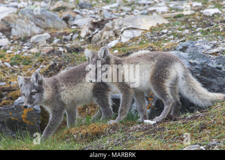 Le renard arctique (Alopex lagopus). Paire de juvéniles debout sur pente rocheuse. Svalbard, Norvège Banque D'Images