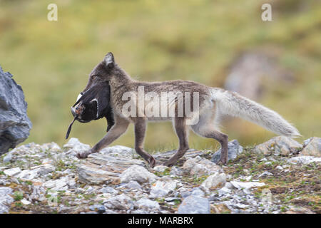 Le renard arctique (Alopex lagopus). En adultes en été la proie des oiseaux transportant ses jeunes. Svalbard, Norvège Banque D'Images