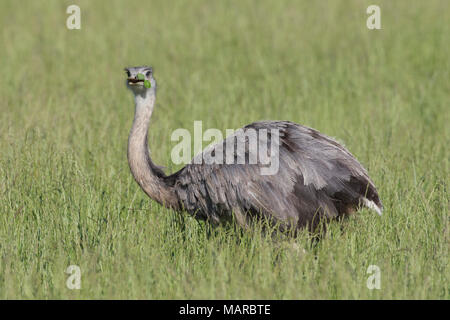 Nandou (Rhea americana). Femelle adulte debout dans l'herbe. Schleswig-holstein, Allemagne Banque D'Images