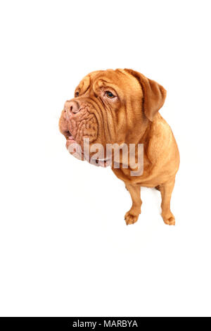 Dogue de Bordeaux, Dogue de Bordeaux. Mâle adulte assis. Studio photo sur un fond blanc. Allemagne Banque D'Images