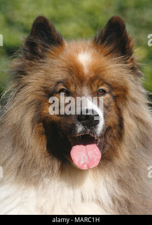 Grande Elo. Portrait d'homme adulte (5 ans). Allemagne Banque D'Images