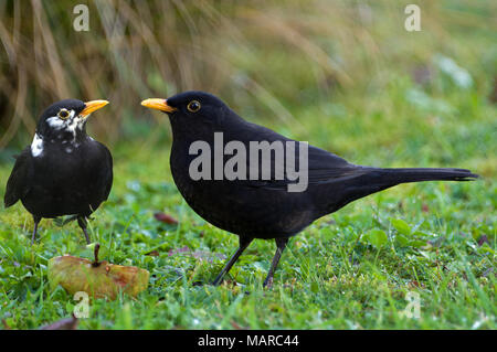 Blackbird (Turdus merula) Deux mâles : un noir pur, l'autre de plumes blanches dans un jardin. Allemagne Banque D'Images