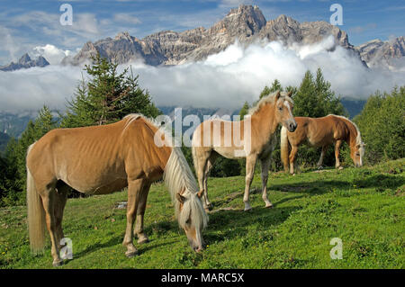 Des chevaux Haflinger sur une prairie alpine avec Dreischusterspitze en arrière-plan. Parc Naturel Sextner Dolomites Tyrol du Sud, Italie, Banque D'Images