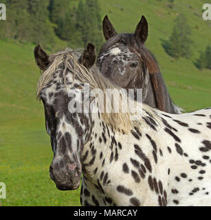 Noriker. Deux mineurs leopard-chevaux tachetés debout sur une prairie alpine, l'Autriche Banque D'Images