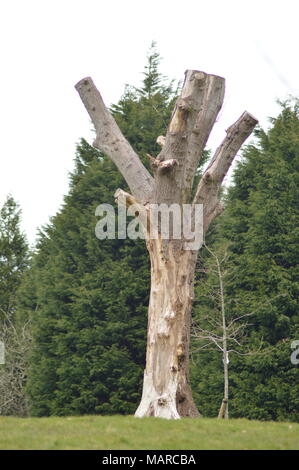 Les arbres sculptés dans la région de Singleton park, Swansea au printemps Banque D'Images