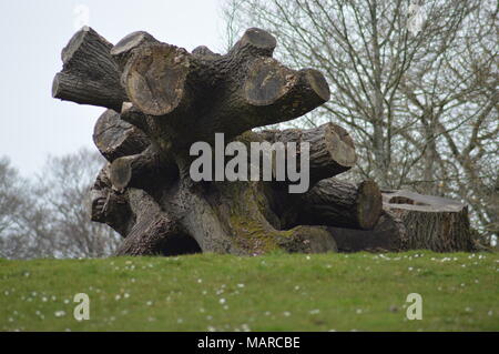 Les arbres sculptés dans la région de Singleton park, Swansea au printemps Banque D'Images