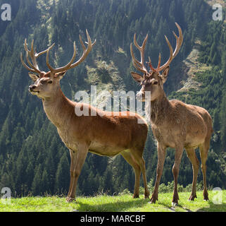 Red Deer (Cervus elaphus). TMature et juvéniles stag debout sur une prairie alpine en été. L'Autriche Banque D'Images