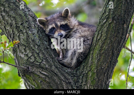 Le raton laveur (Procyon lotor). Des profils dans la fourche d'un chêne. Haute Lusace, en Saxe Banque D'Images