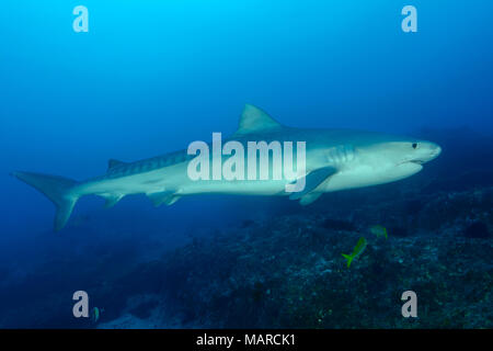 Requin tigre (Galeocerdo cuvier) natation. L'île Cocos, le Costa Rica, l'Océan Pacifique Banque D'Images