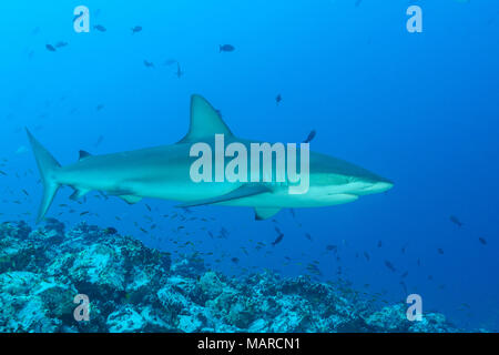 (Carcharhinus galapagensis Requins Galapagos), natation. L'île Cocos, le Costa Rica, l'Océan Pacifique Banque D'Images