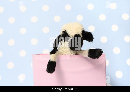 Le Valais les moutons. L'agneau (10 jours) dans une boîte rose. Studio photo contre un fond bleu à pois. Allemagne Banque D'Images