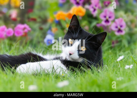 Un chat mignon, Tuxedo noir-blanc motif bicolore, European Shorthair, couché sur le dos dans une prairie en face de fleurs aux couleurs vives et à la curiosité Banque D'Images
