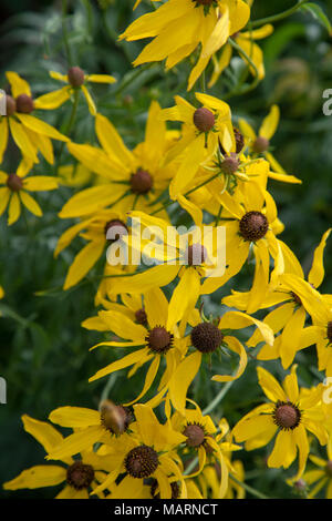 Yellow coneflower, Stor mexikohatt (Ratibida pinnata) Banque D'Images