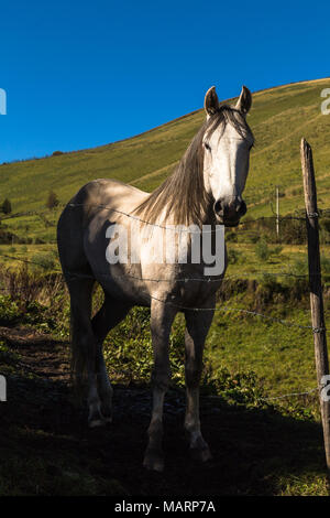 Beau cheval blanc dans le champ avec ciel bleu, à la recherche chez le photographe Banque D'Images