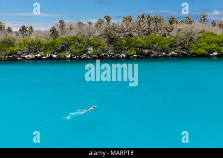 L'homme nage avec tuba et palettes dans l'eau cristalline turquoise de ton de l'île Santa Fe Banque D'Images