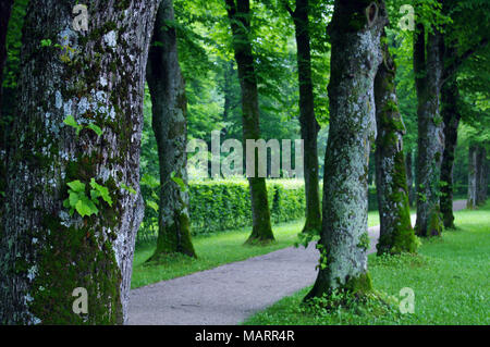 Sentier bordé d'arbres au château allemand Banque D'Images