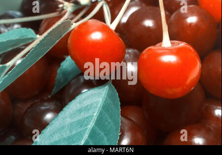 Un grand nombre de grandes cerises mûres avec des tiges et des feuilles. Soumis de près. Banque D'Images