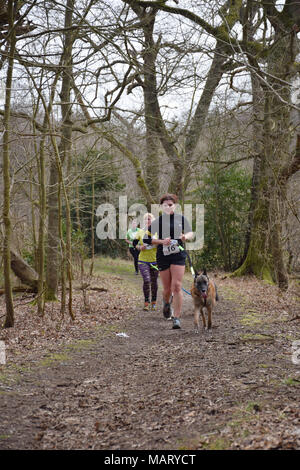 10k course canicross, Fritton Lake, Norfolk UK Mars 2018. Partie d'Angles, 93 km de sentier de grande Great Yarmouth à Thetford Banque D'Images