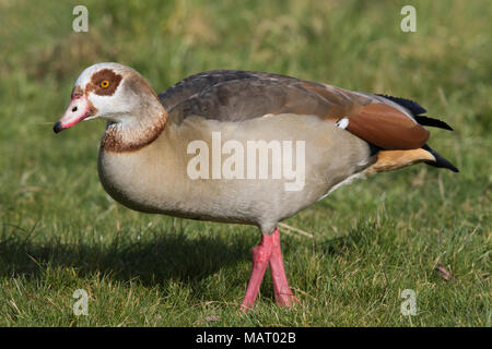 Ouette d'adultes (Alpochen aegyptiacus) marcher sur l'herbe Banque D'Images