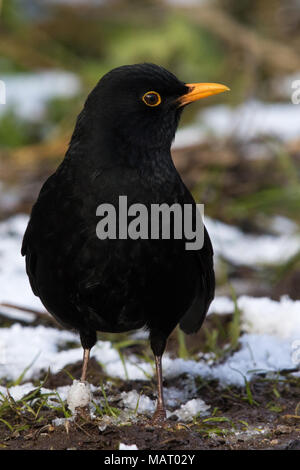 Mâle adulte Eurasian Blackbird (Turdus merula) sur le terrain entre les plaques de neige en hiver Banque D'Images