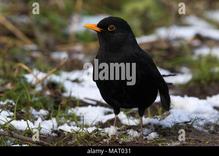 Mâle adulte Eurasian Blackbird (Turdus merula) sur le terrain entre les plaques de neige en hiver Banque D'Images