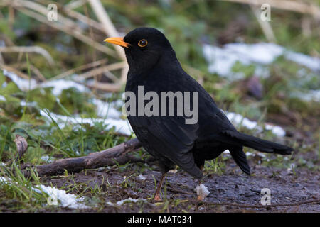 Mâle adulte Eurasian Blackbird (Turdus merula) sur le terrain entre les plaques de neige en hiver Banque D'Images