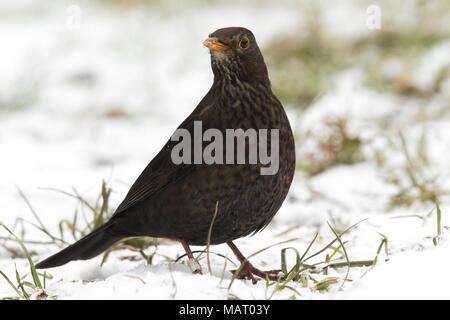 Femelle adulte Eurasian Blackbird (Turdus merula) sur l'herbe couverte de neige Banque D'Images