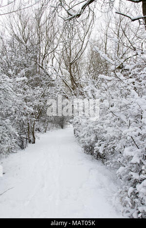 Chemin à travers un caduques après une importante chute de neige, Attenborough Nature Reserve, Dorset, UK Banque D'Images