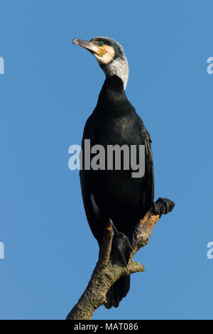 Grand Cormoran (Phalacrocorax carbo) en plumage de cour Banque D'Images