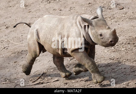 04 Avril 18 L Allemagne Leipzig Un Jeune Taureau Rhino Executee Dans Son Boitier Exterieur Le Bebe Rhino Ne Le 4 Decembre 17 S Est Aventure Hors De Sa Cage Depuis Cette Semaine