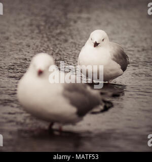 Portrait of a red-billed gull (Chroicocephalus novaehollandiae scopulinus) debout dans l'eau sur un moody 24. (Nouvelle-zélande) Banque D'Images