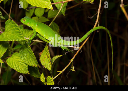 Un jeune iguane vert, iguana, igunana dans la jungle du Suriname, près de Bakhuis, Amérique du Sud Banque D'Images