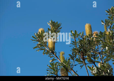 Connu sous le nom de Banksia integrifolia Banksia Côte est un arbre australien qui est commun dans les parcs et près des plages de la côte est de l'Australie. Banque D'Images