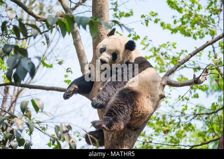 Panda géant dormant dans un arbre, Chengdu, Chine Banque D'Images