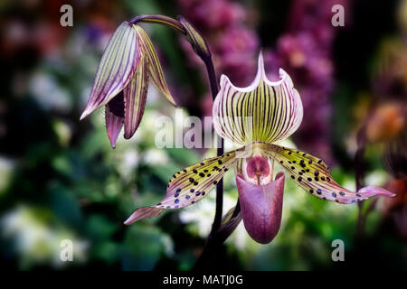 Rothschild's Slipper orchidées Paphiopedilum Rothschildianum Banque D'Images